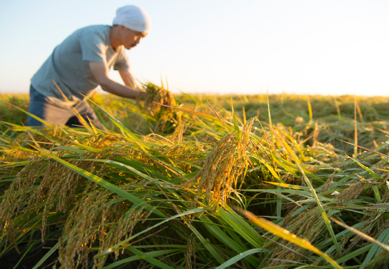 お米のこだわり